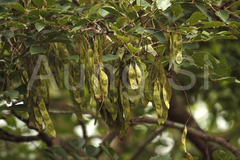 Dalbergia paniculata